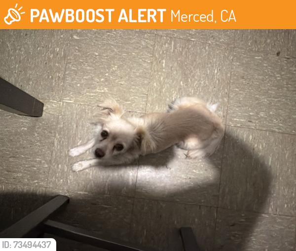 Found/Stray Female Dog last seen Bismark, Merced, CA 95348