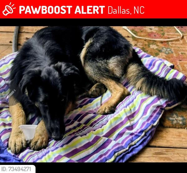 Lost Male Dog last seen Near Loray farm rd and Miles rd, Dallas, NC 28034
