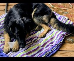 Lost Male Dog last seen Near Loray farm rd and Miles rd, Dallas, NC 28034
