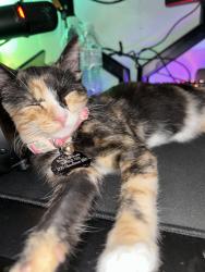 Lost Female Cat last seen lugonia, Redlands, CA 92374
