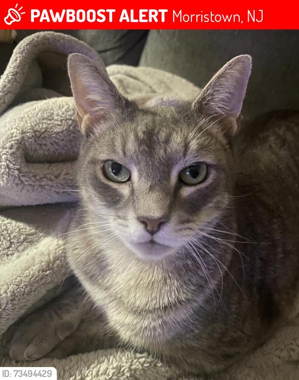 Lost Male Cat last seen Early Street , Mills Street, Morristown, NJ 07960