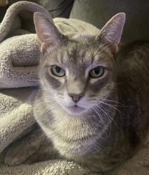 Lost Male Cat last seen Early Street , Mills Street, Morristown, NJ 07960