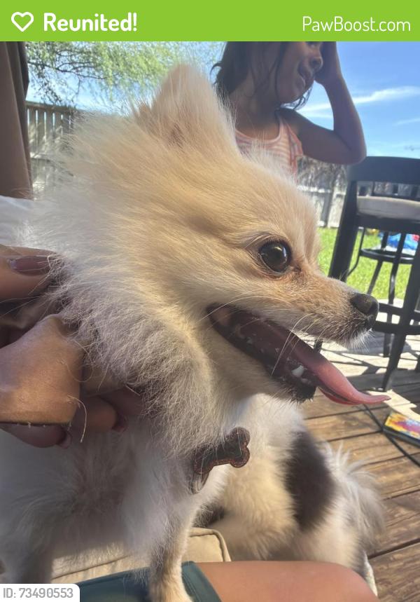 Reunited Female Dog last seen Barker cypress and green land way, Houston, TX 77084