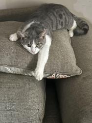 Lost Male Cat last seen Seneca Dr Newark Ohio, Newark, OH 43055