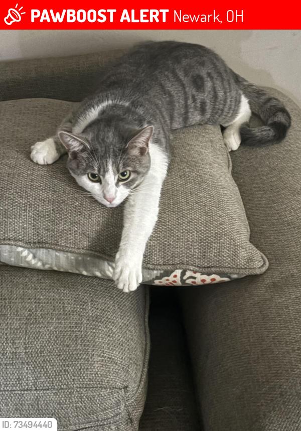 Lost Male Cat last seen Seneca Dr Newark Ohio, Newark, OH 43055