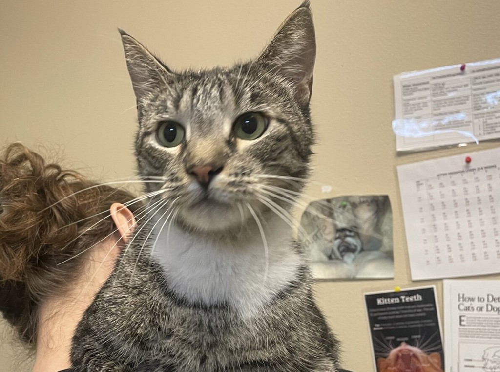 Shelter Stray Male Cat last seen Sunrise Ridge, Oceanside, CA, 92056, Oceanside, CA 92058, USA