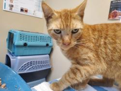 Shelter Stray Female Cat last seen Near S Nevada Street, Oceanside, CA, 92054, Oceanside, CA 92058, USA
