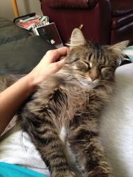 Lost Female Cat last seen Dalson Road, Twin Lake, MI 49457