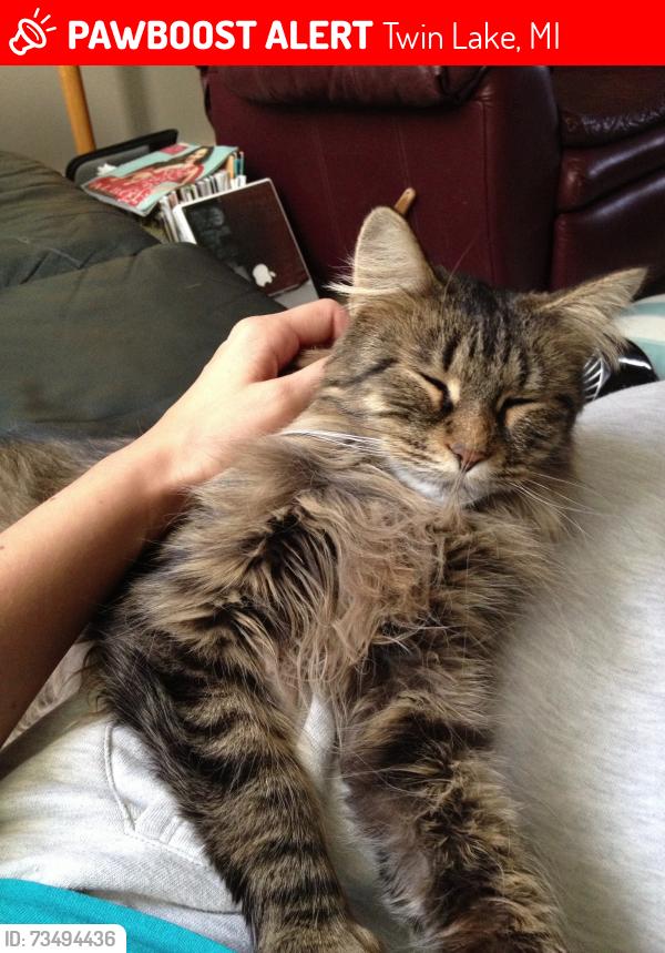 Lost Female Cat last seen Dalson Road, Twin Lake, MI 49457