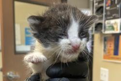 Shelter Stray Male Cat last seen Near W California Avenue, Vista, CA, 92083, Oceanside, CA 92058, USA