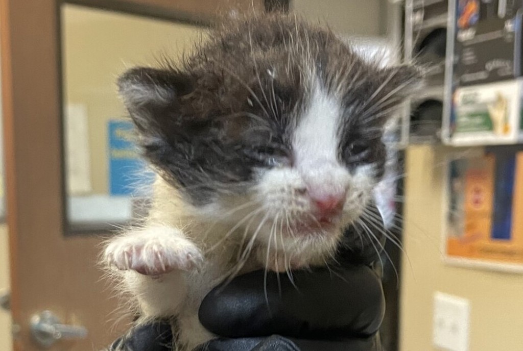 Shelter Stray Male Cat last seen Near W California Avenue, Vista, CA, 92083, Oceanside, CA 92058, USA
