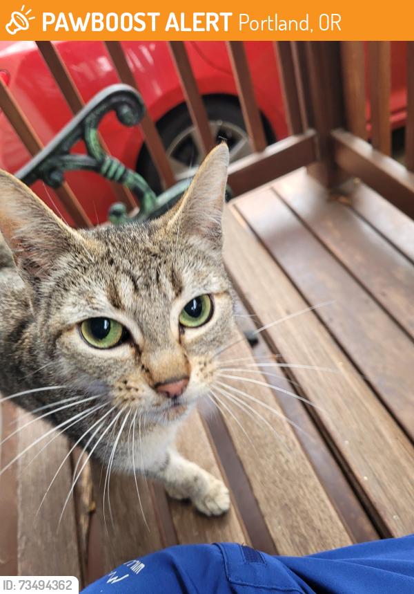 Found/Stray Unknown Cat last seen SE 105th off Burnside 97216, Portland, OR 97266