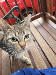Found/Stray Unknown Cat last seen SE 105th off Burnside 97216, Portland, OR 97266
