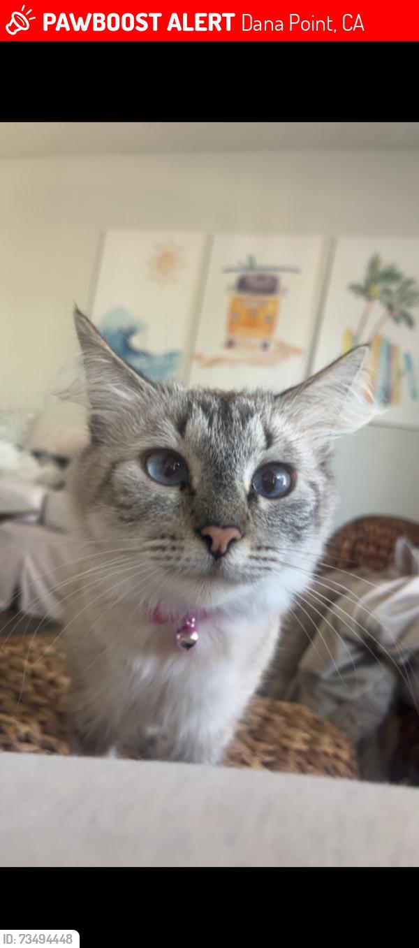 Lost Female Cat last seen Mariner Dr, Dana Point, CA 92629