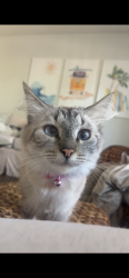 Lost Female Cat last seen Mariner Dr, Dana Point, CA 92629