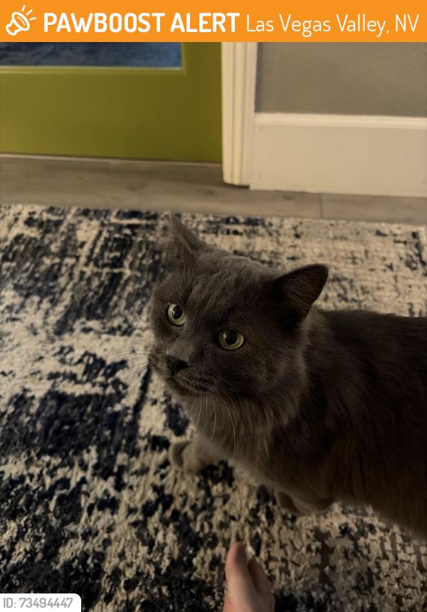 Found/Stray Male Cat last seen Flamingo and Torrey pines, Las Vegas Valley, NV 89103