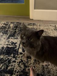 Found/Stray Male Cat last seen Flamingo and Torrey pines, Las Vegas Valley, NV 89103