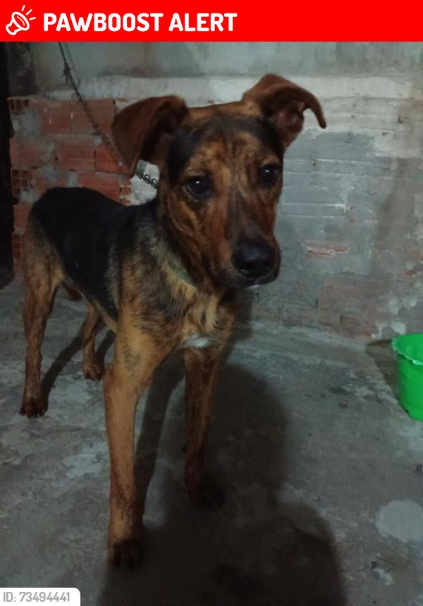 Lost Male Dog last seen Escola estadual jacyra Moia Martins Carvalho, Jardim Jussara, SP 05526-000