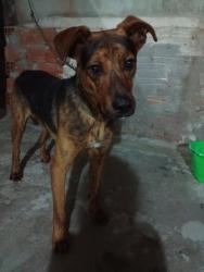 Lost Male Dog last seen Escola estadual jacyra Moia Martins Carvalho, Jardim Jussara, SP 05526-000