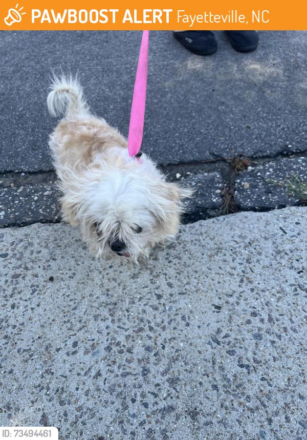 Found/Stray Unknown Dog last seen Shiloh dr and Doyle ct, Fayetteville, NC 28304