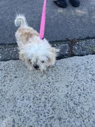 Found/Stray Unknown Dog last seen Shiloh dr and Doyle ct, Fayetteville, NC 28304