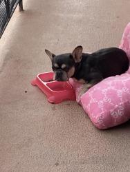 Found/Stray Female Dog last seen Louise st and Longbeach, Lynwood, CA 90262