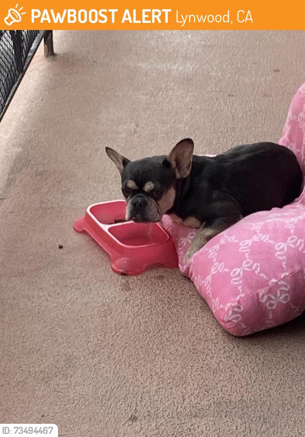 Found/Stray Female Dog last seen Louise st and Longbeach, Lynwood, CA 90262
