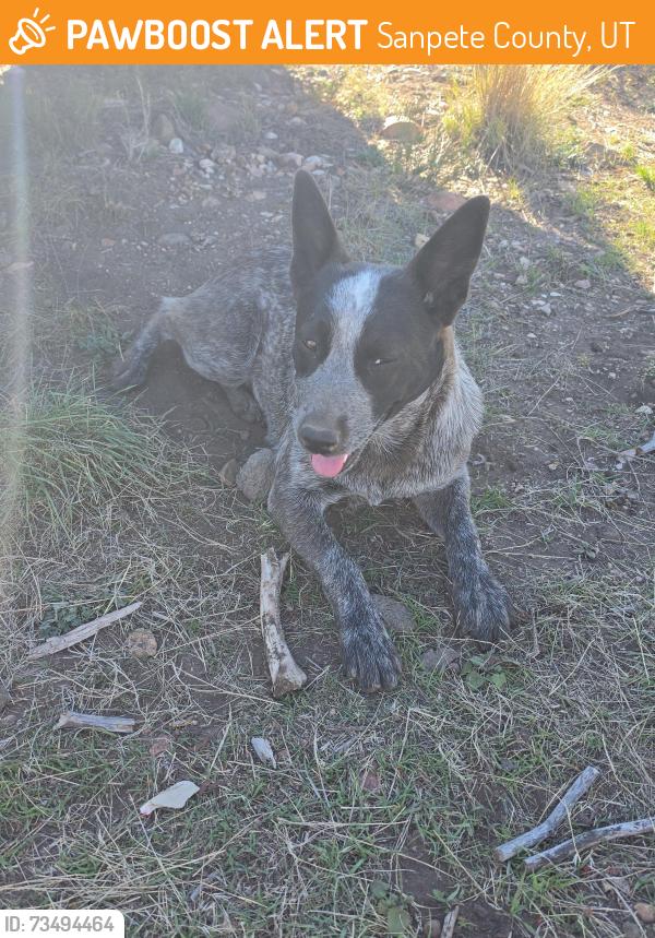 Found/Stray Female Dog last seen Indian Ridge Ranch, Fairview, UT 84629