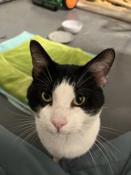 Found/Stray Male Cat last seen Proud Hound Coffee, Silverton, OH 45213