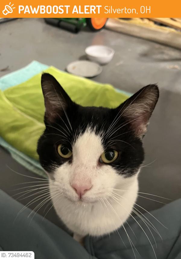 Found/Stray Male Cat last seen Proud Hound Coffee, Silverton, OH 45213