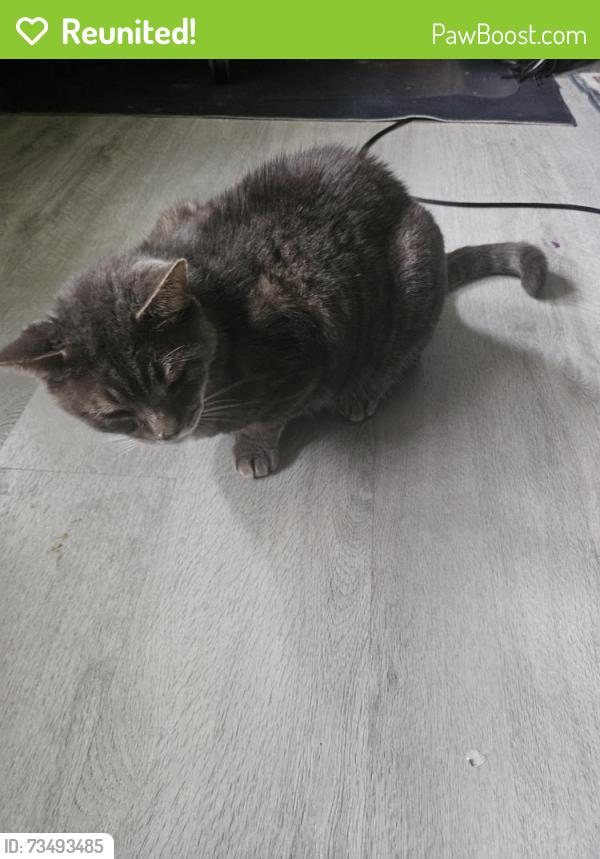 Reunited Male Cat last seen King and Jameson, Toronto, ON M6K 2X9