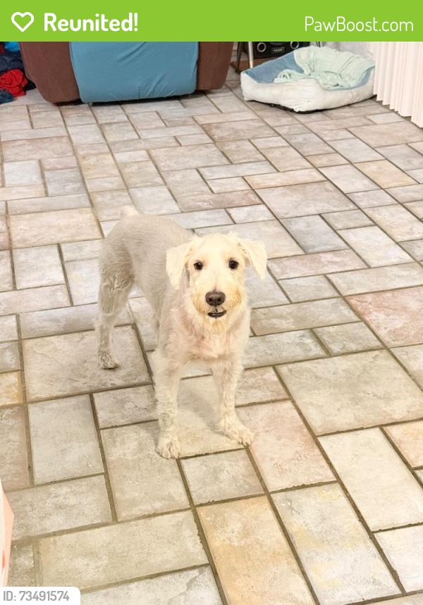 Reunited Male Dog last seen Santa monica blvd near Atkinson elementary, Houston, TX 77089