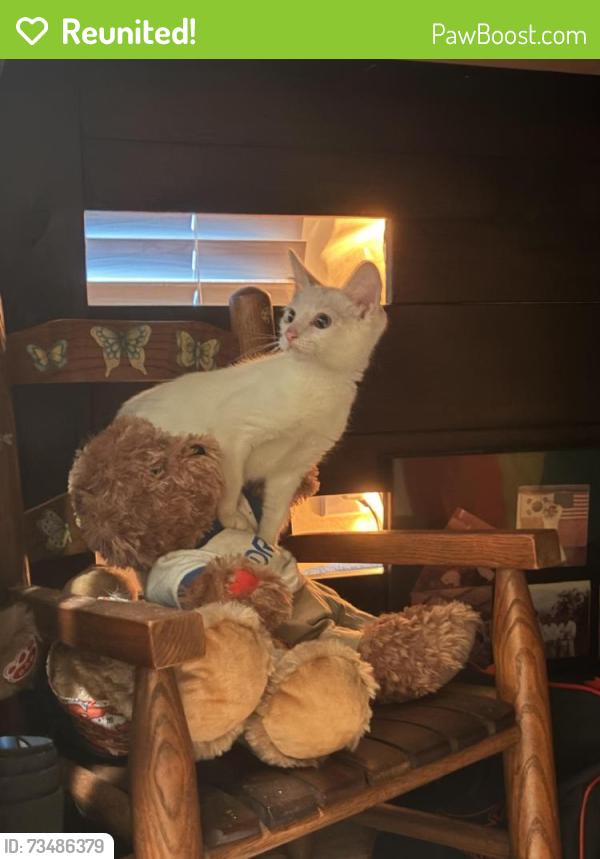 Reunited Female Cat last seen Camens Way, Buford, GA 30519