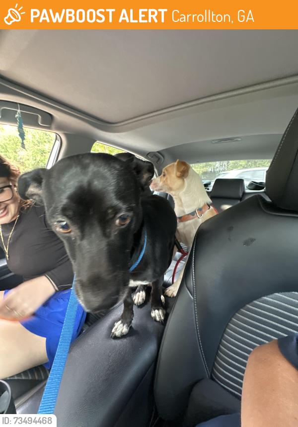 Found/Stray Male Dog last seen Dairy Queen, Carrollton, GA 30117