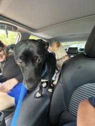 Found/Stray Male Dog last seen Dairy Queen, Carrollton, GA 30117