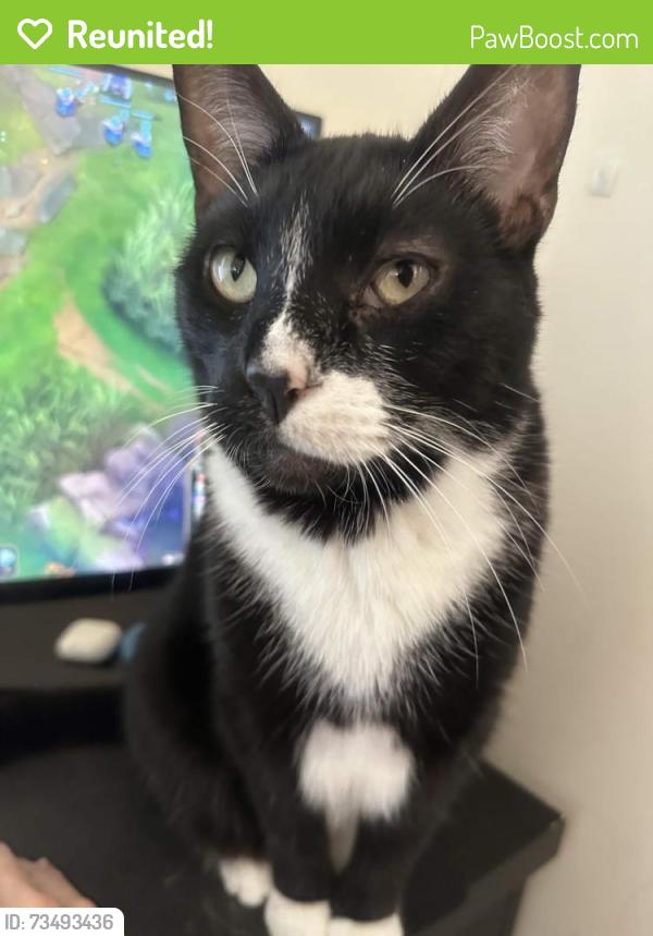 Reunited Male Cat last seen Near Case Del Sol apmt 103, Clearwater, FL 33761