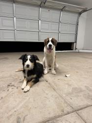Lost Male Dog last seen W 1st st, Yuma, AZ 85364