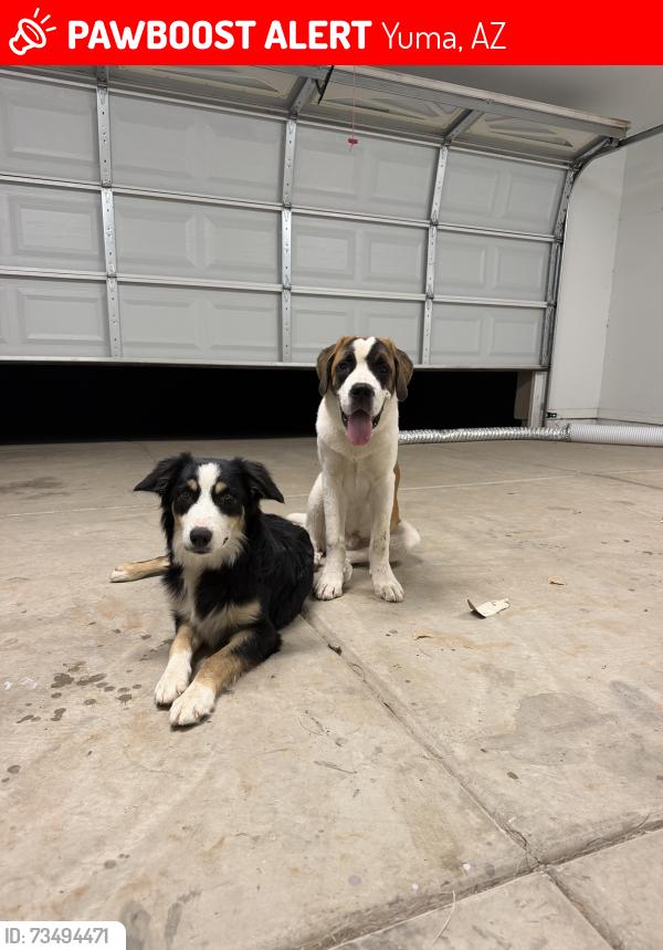 Lost Male Dog last seen W 1st st, Yuma, AZ 85364