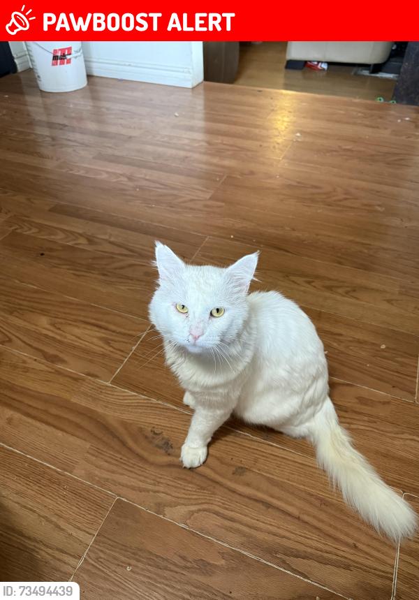 Lost Male Cat last seen Selkirk and 220, Maple Ridge, BC V2X 2W8