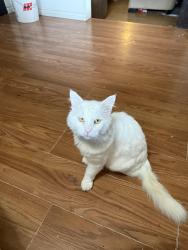 Lost Male Cat last seen Selkirk and 220, Maple Ridge, BC V2X 2W8