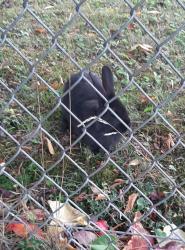 Found/Stray Unknown Rabbit last seen 28th Ave East and Inverness, Vancouver, BC V5V 2P7