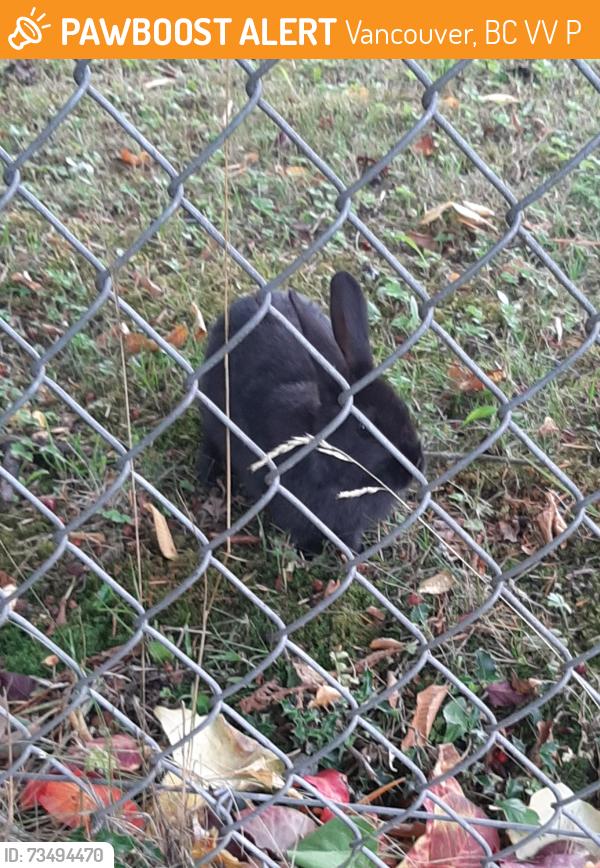 Found/Stray Unknown Rabbit last seen 28th Ave East and Inverness, Vancouver, BC V5V 2P7