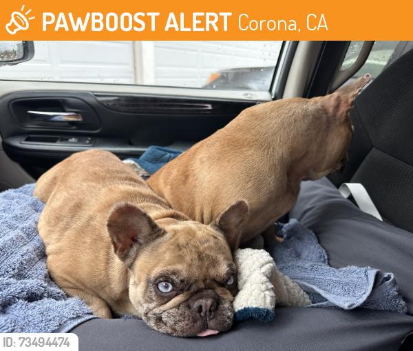Found/Stray Female Dog last seen Magnolia, Corona, CA 92882