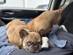 Found/Stray Female Dog last seen Magnolia, Corona, CA 92882