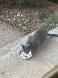 Found/Stray Unknown Cat last seen On Mackubin Street and Cottage Avenue, Saint Paul, MN 55117