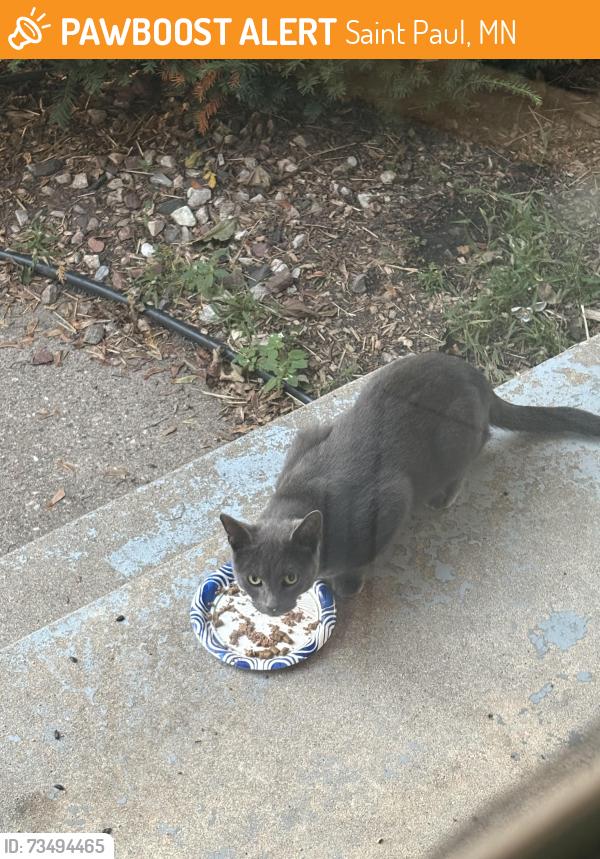 Found/Stray Unknown Cat last seen On Mackubin Street and Cottage Avenue, Saint Paul, MN 55117