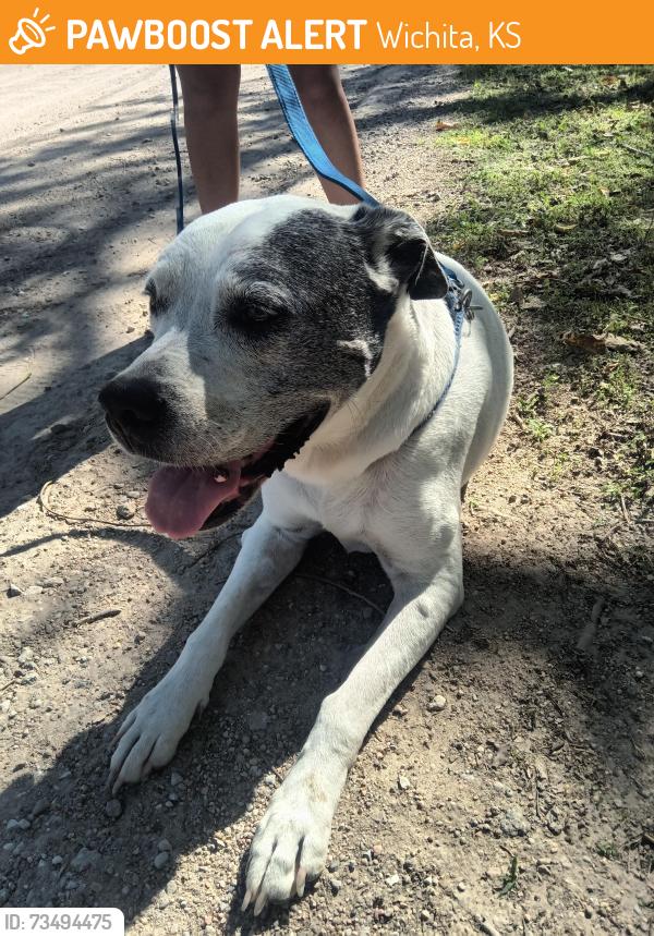 Found/Stray Unknown Dog last seen 2nd and Bebe, Wichita, KS 67212