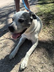 Found/Stray Unknown Dog last seen 2nd and Bebe, Wichita, KS 67212
