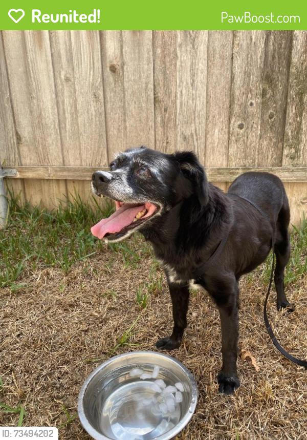 Reunited Male Dog last seen Barrywood Dr and Pagewood, Dallas, TX 75230