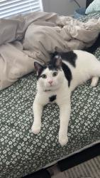 Reunited Male Cat last seen Just remember him by the hse, Monroe, OH 45050